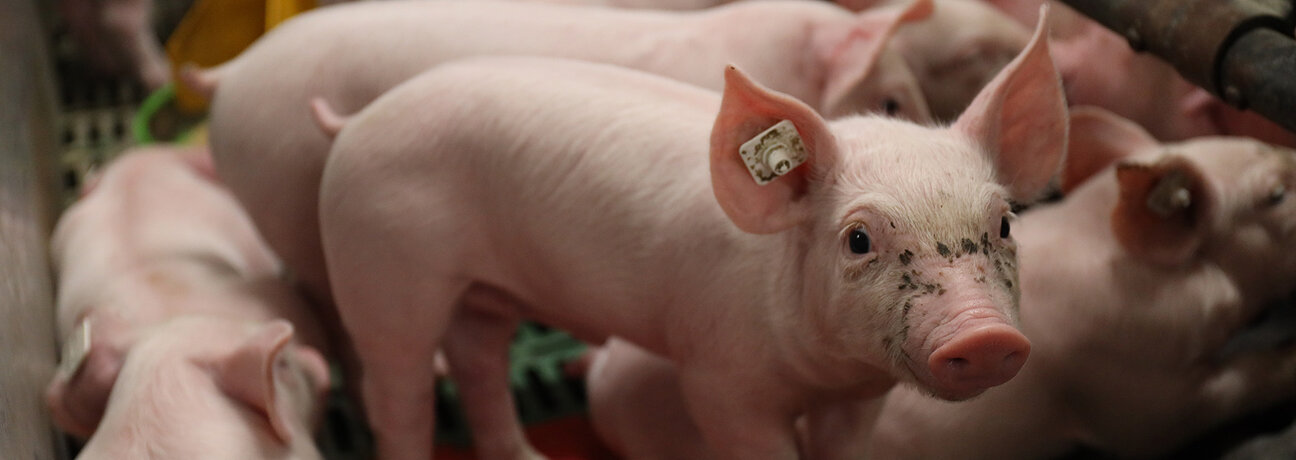 Ferkel